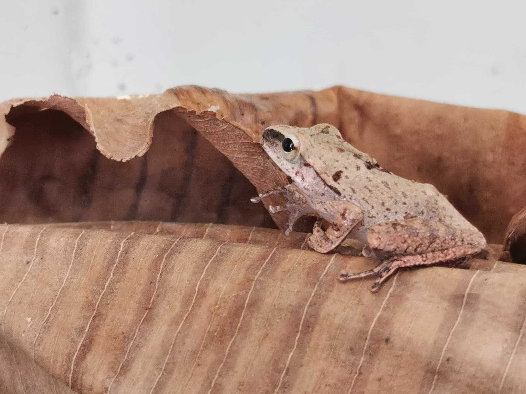 Bambusowa żaba latająca Polypedates leucomystax