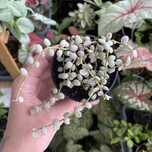 Дісхідія нуммулярія варієгатна/Dischidia nummularia variegata