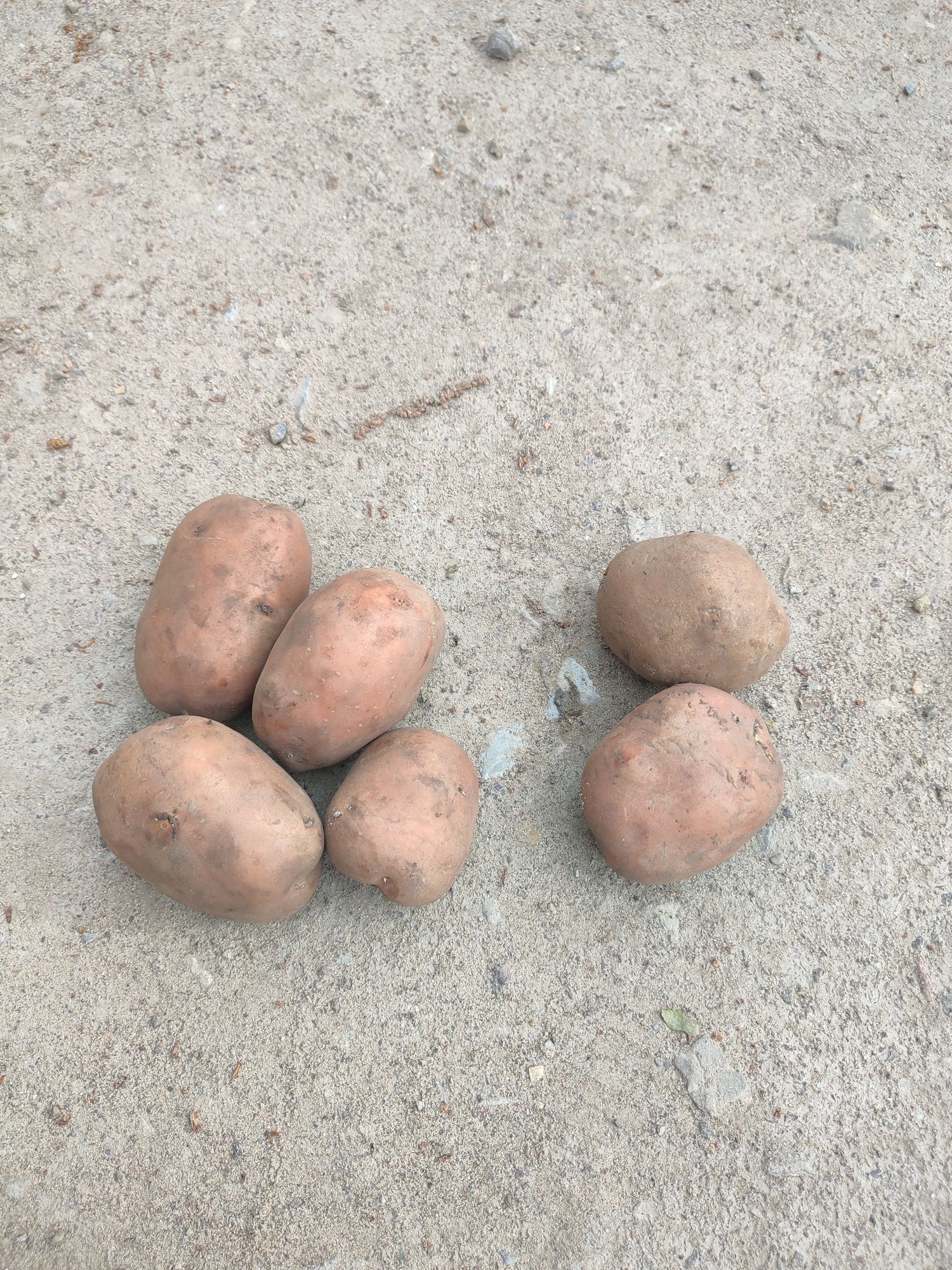 Картопля насіння Мелоді, Біла роса, словянка,та інші