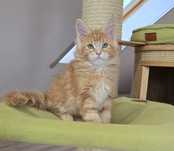 Rudy kocurek Maine Coon