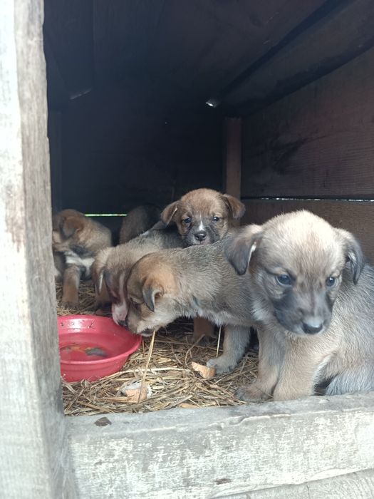 Песики, собачки.