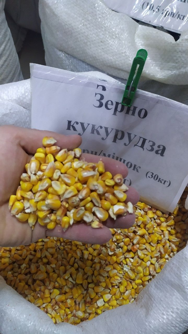 Продам кукурудзу , пшеницю .