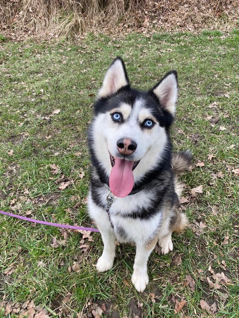Grubson w typie husky do adopcji!