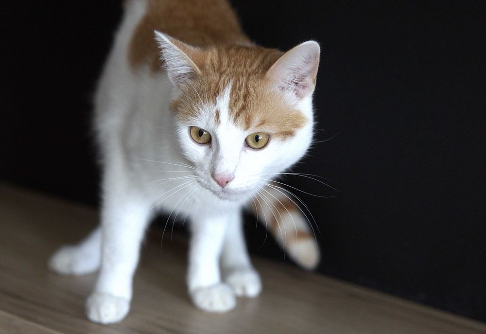 Lisa i Iwo czekają na wspólny dom.