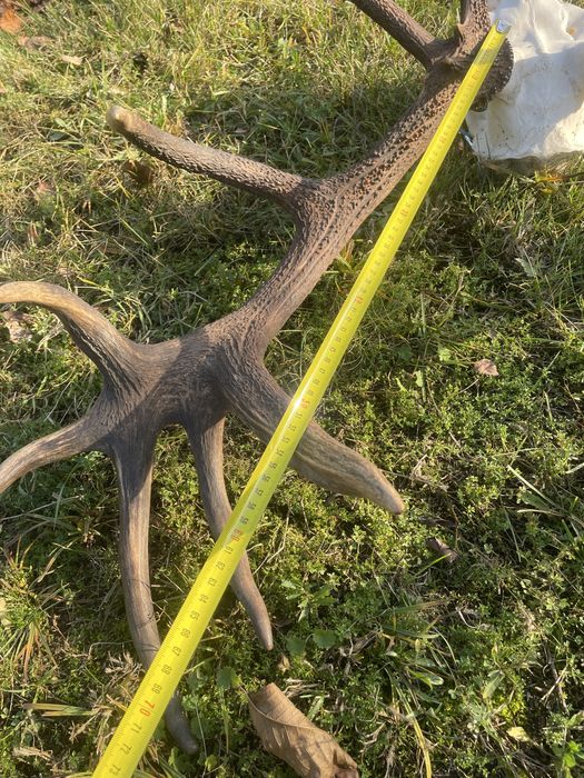 Trofeum wieniec jelenia 16-stak nieregularny poroże jeleń rogi nr 41