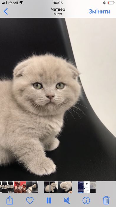 Шотландський хлопчик