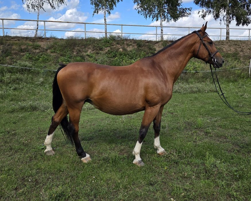 Sprzedam klacz 9 lat