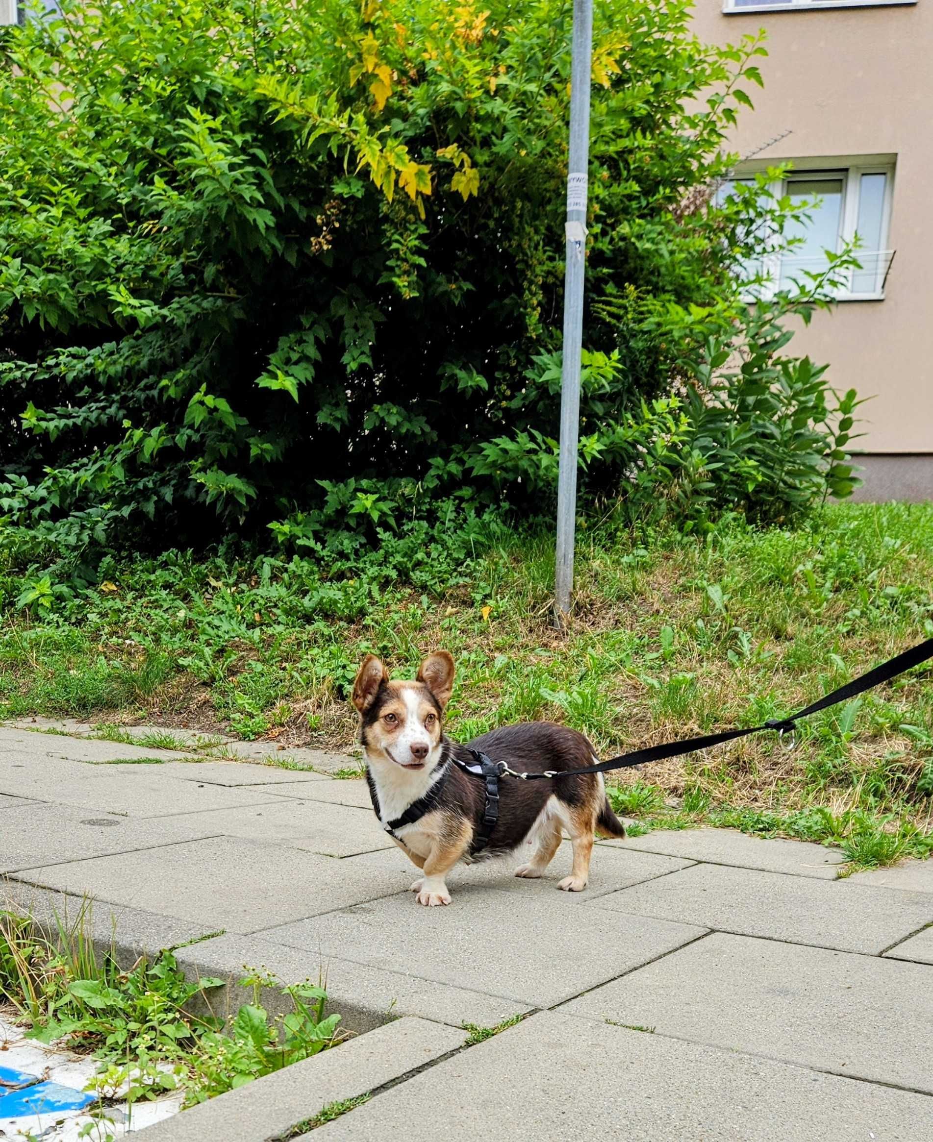 2 lata suczka w typie corgi do adopcji