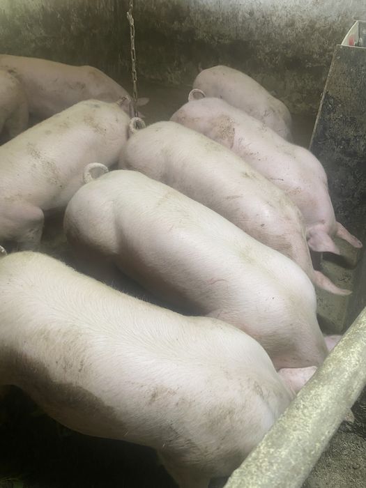 Продам мясні свині