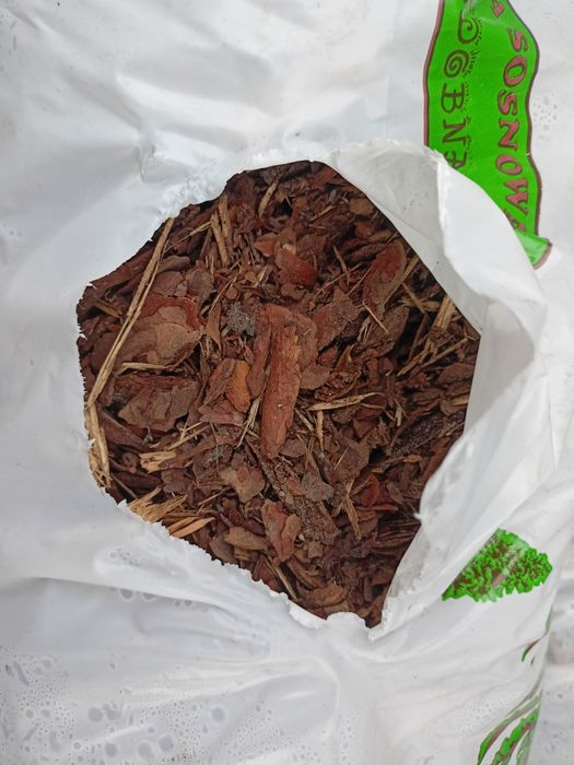 Kora sosnowa GRUBA XXL ręcznie odbierana