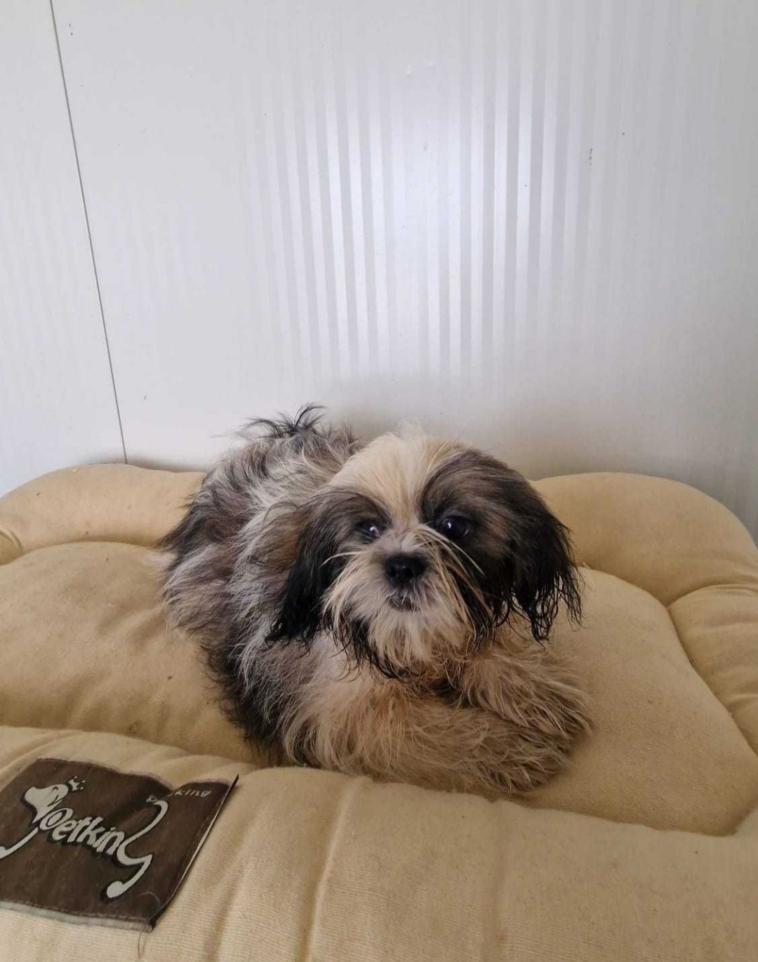 Shih-tzu tricolor