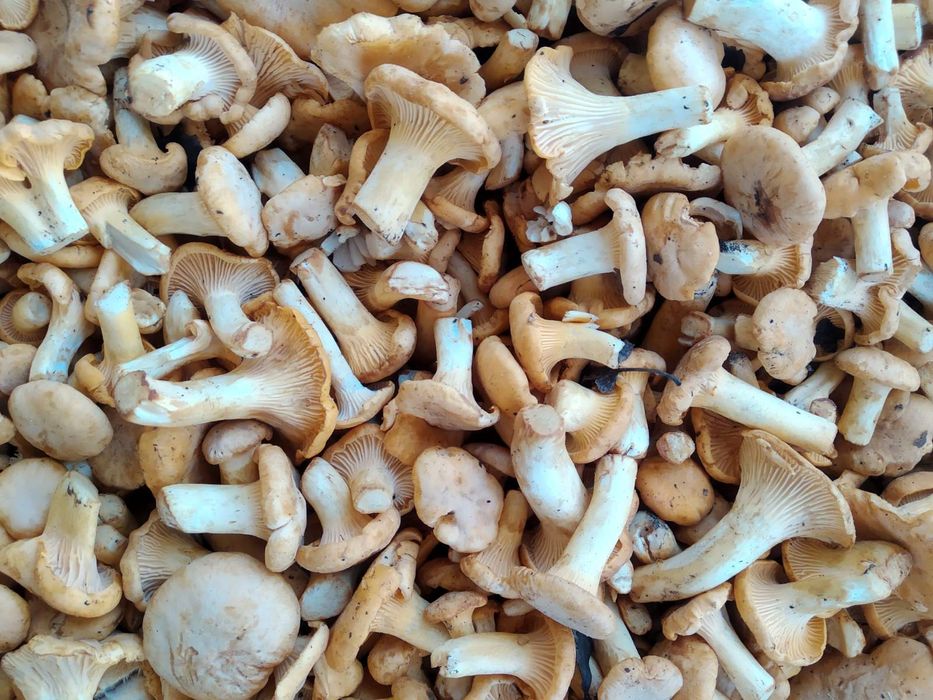Лисички гриби, свіжі та по замовленню