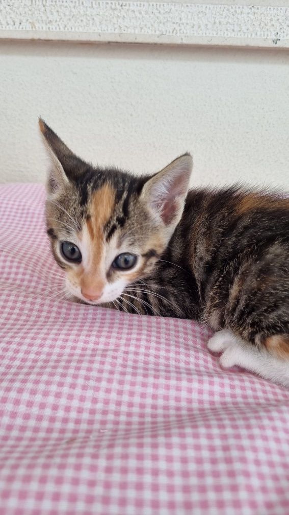 Gatinho para adoção responsável