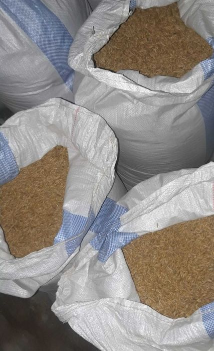 Sprzedam owies Harnaś po centrali