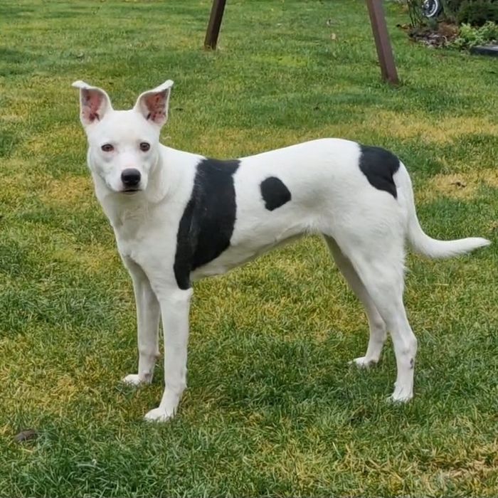 Собака дівчинка шукає господаря та друга