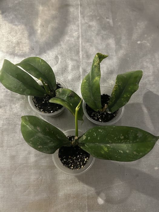 Продам вкорінені хойї