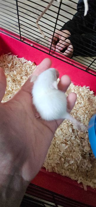 Młode szczurki domowe