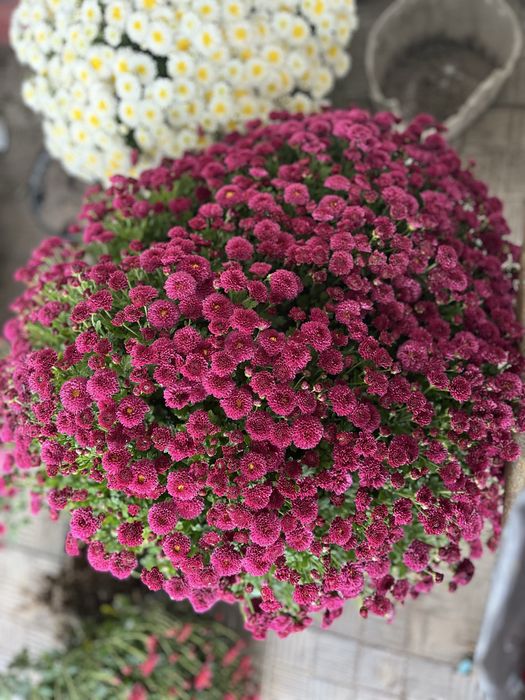 Хризантема вже з квітами шаровидна,  великий вибір,  корейська кущова