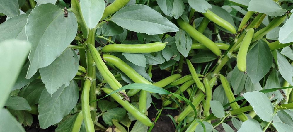 BÓB TOP BÓB TOPBOB nasiona bobu topbób ziarno 2025r nie bizon bachus