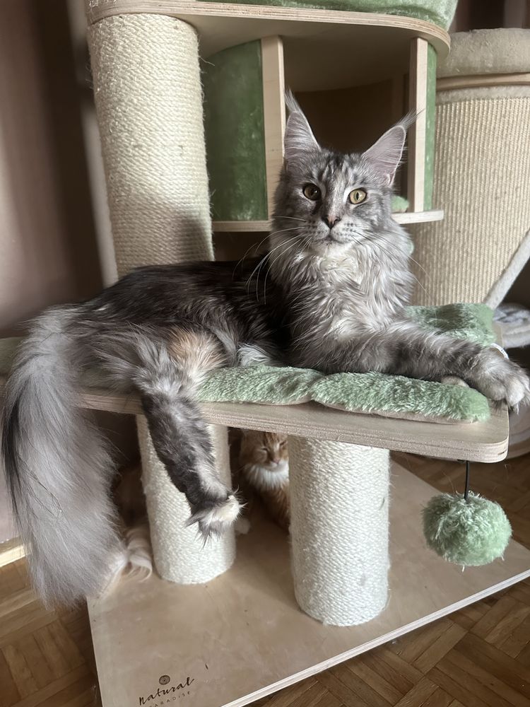 Kotka Maine Coon Dianka Serce Taranisa*PL