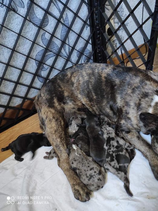 Вязка французкого бульдога