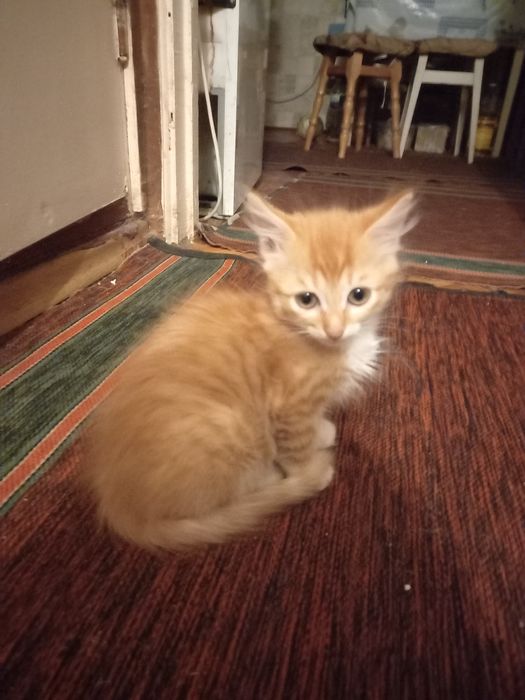 Кошеня руде котик