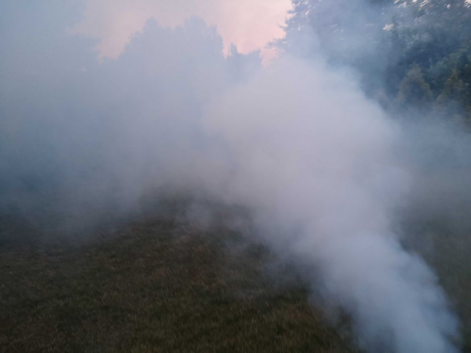 Zwalczanie szkodników drewna kołatek spuszczel korniki pluskwa domowa