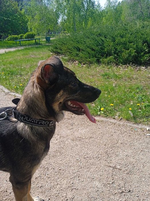 Срочно собаку в добрые руки