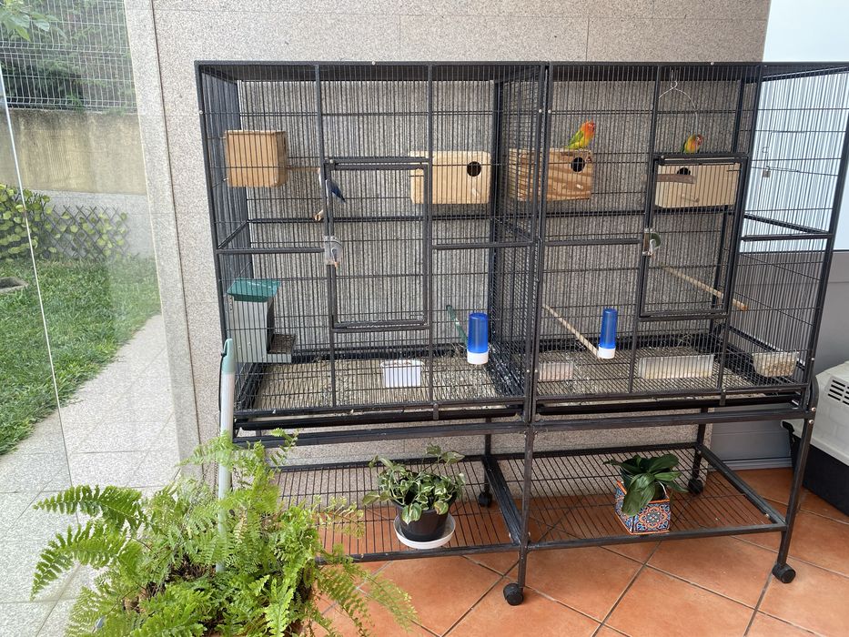 Viveiro para aves exóticas