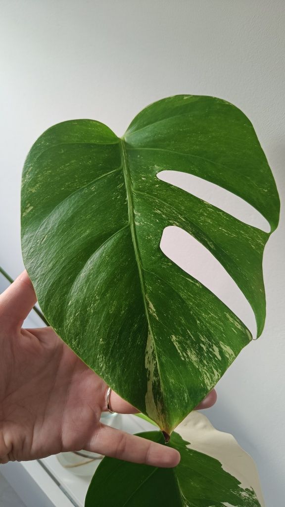 Monstera Veriegata