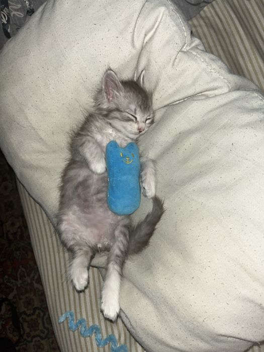 Отдаю кошечку, подкинули. Примерно 2.5 месяцев