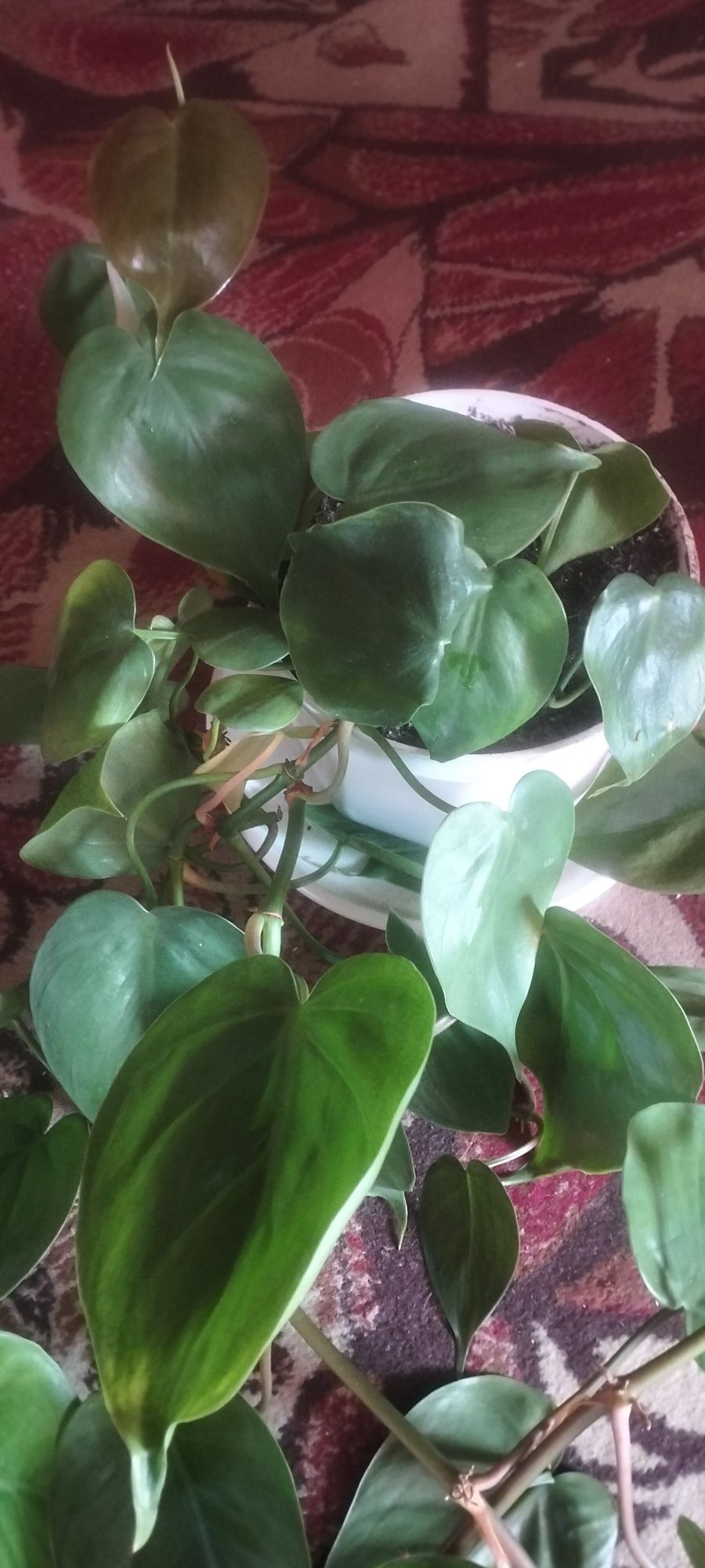 Sprzedam Philodendron piękny pnący cena.