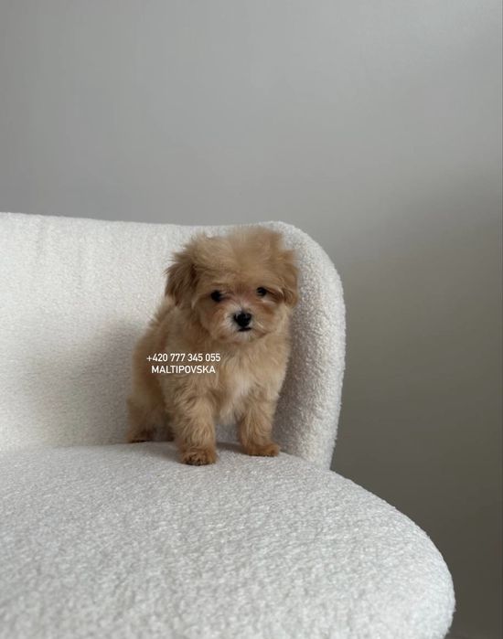 Очаровательные детки мальтипу ф1 и ф2