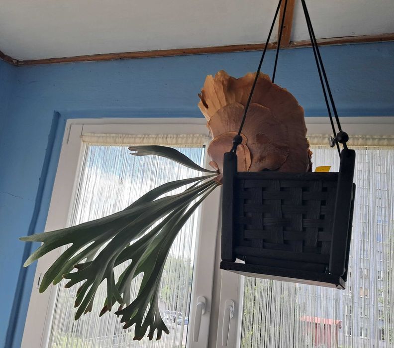 Łosie rogi i bananowce