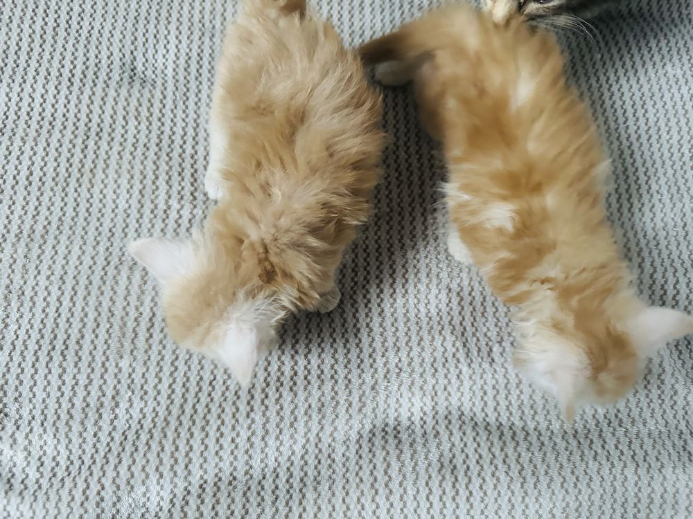 Kocurek kocięta Maine Coon Rudy ze srebrem