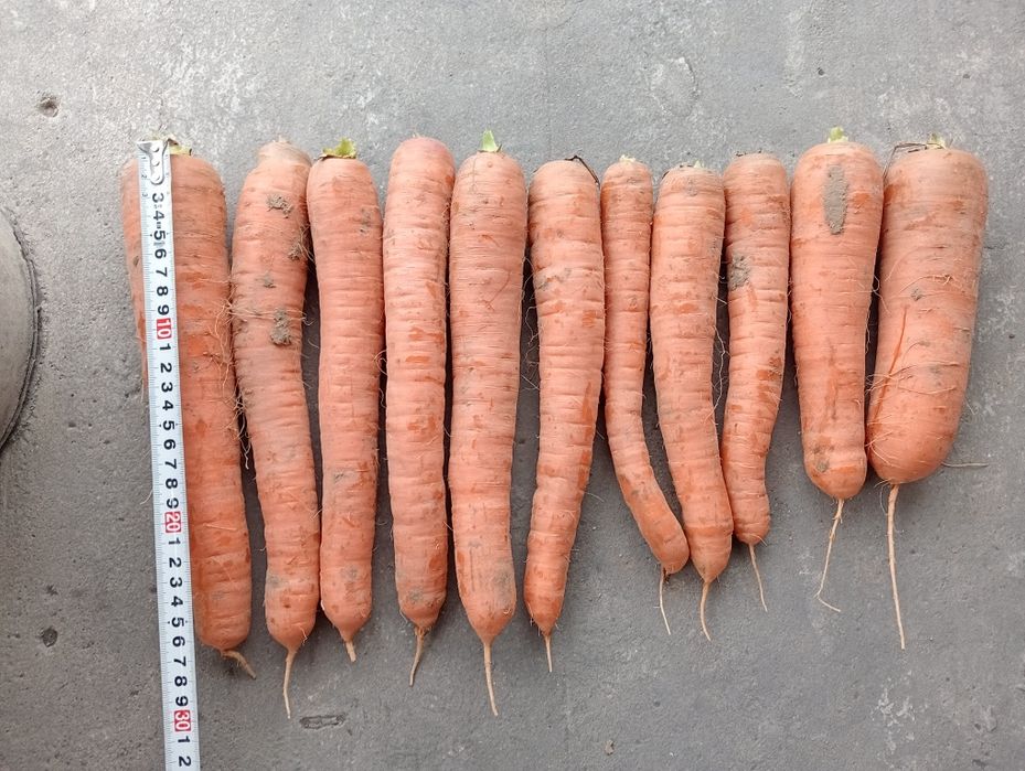 Marchew dla zwierząt, koni, bydła