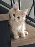 Nachos- kremowy kocurek Maine Coon