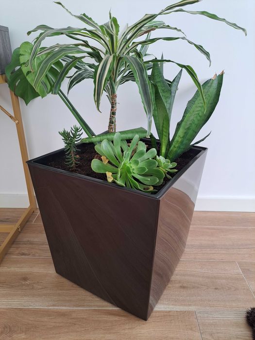 Planta de interior + vaso - Só 22€