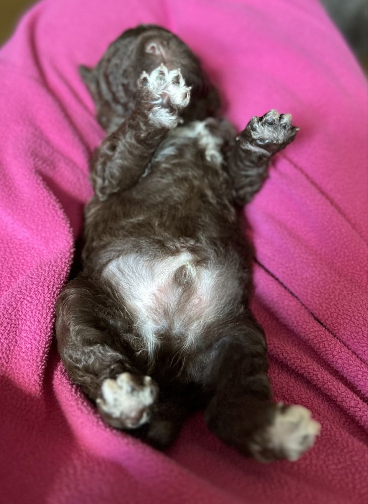 Lagotto Romagnolo Zkwp szczenię- piesek