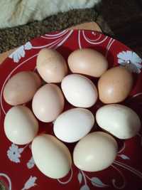 Домашні  яйця і тушонка