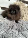 Szpic Miniaturowy Pomeranian czarny piesek