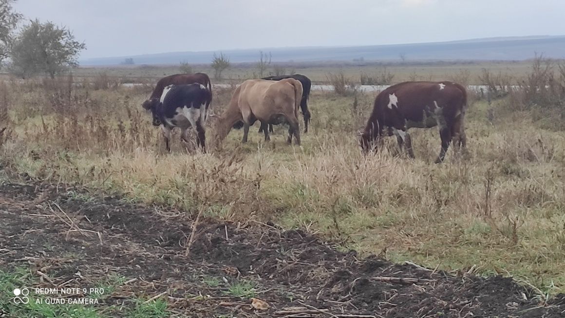 Продам молодых глубоко стельных дойных коров