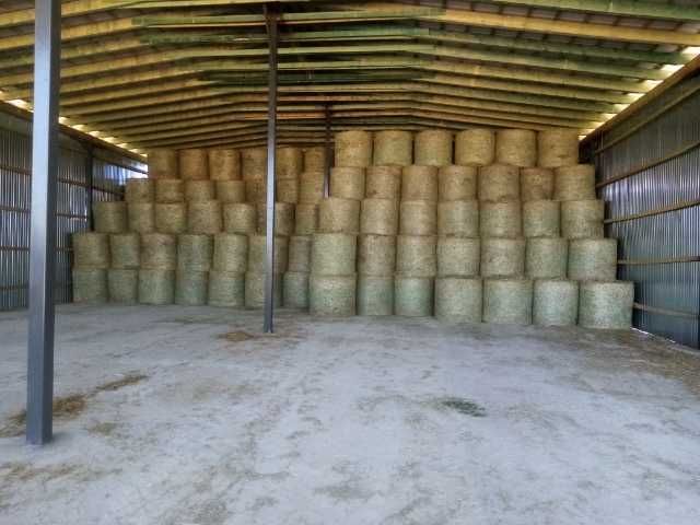 Siano 1  pokos,jakość idealna, 1500szt.