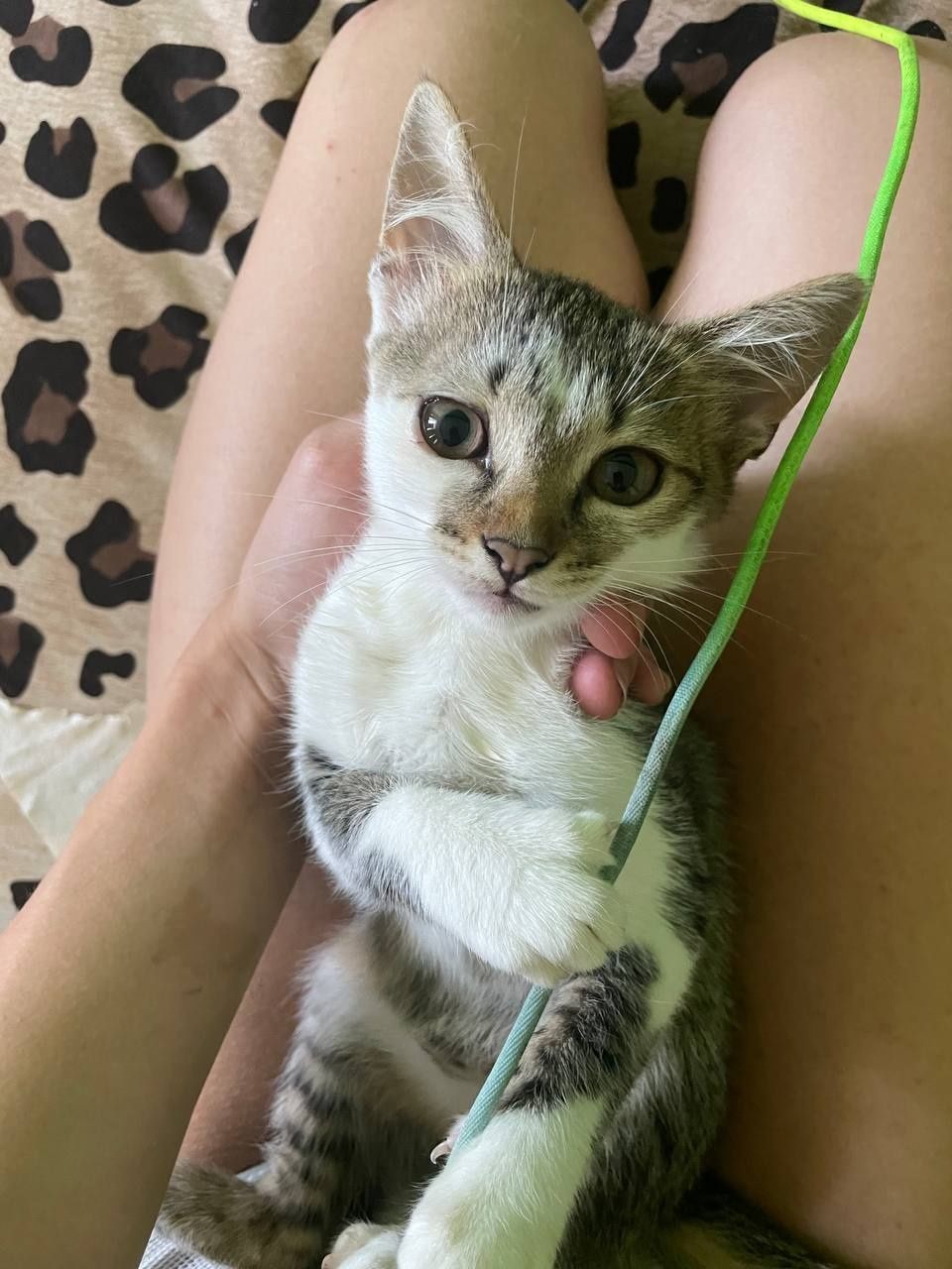 Чудові кошенятка у добрі ручки!
