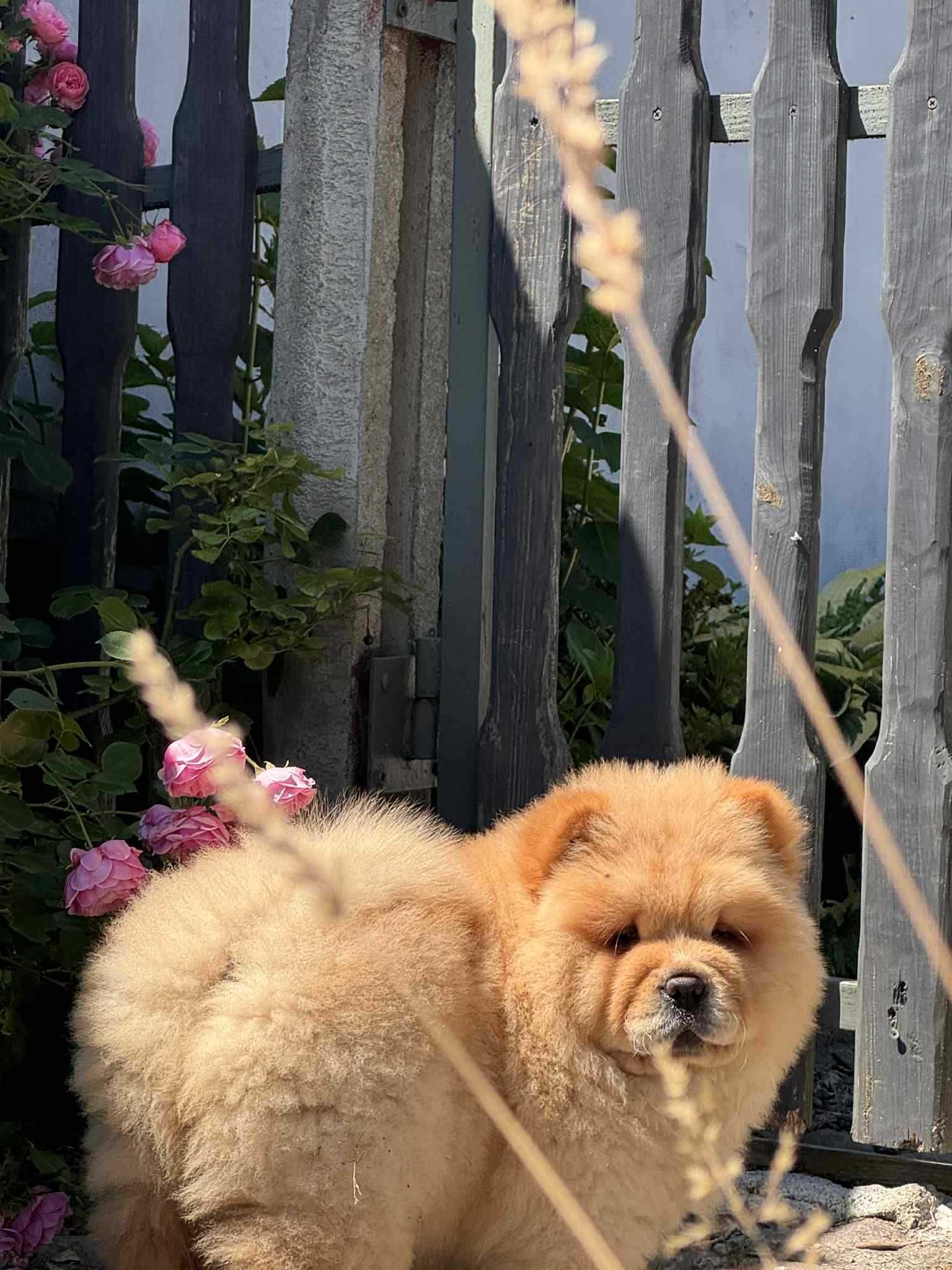 Chow chow cynamonowa Suka