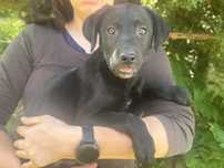 Czarna sunia labrafor retriever DO ODBIORU
