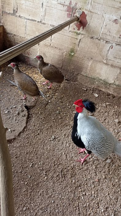 Faizoes várias qualidade