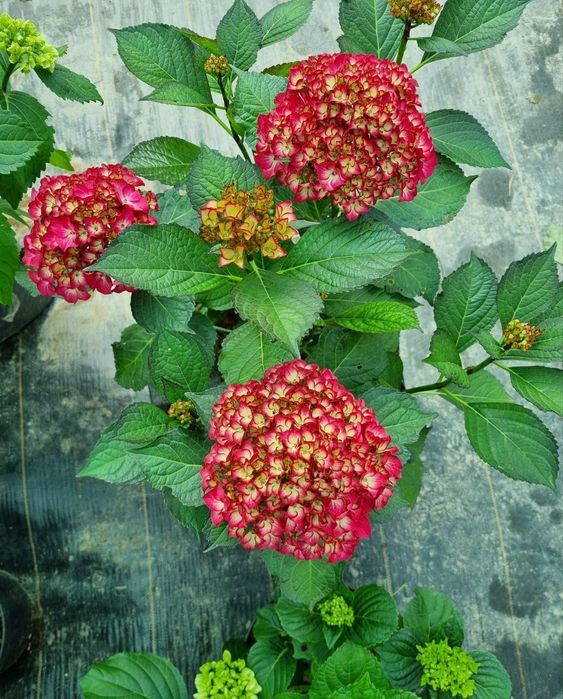 Гортензія в наявності 50+ кращих сортів