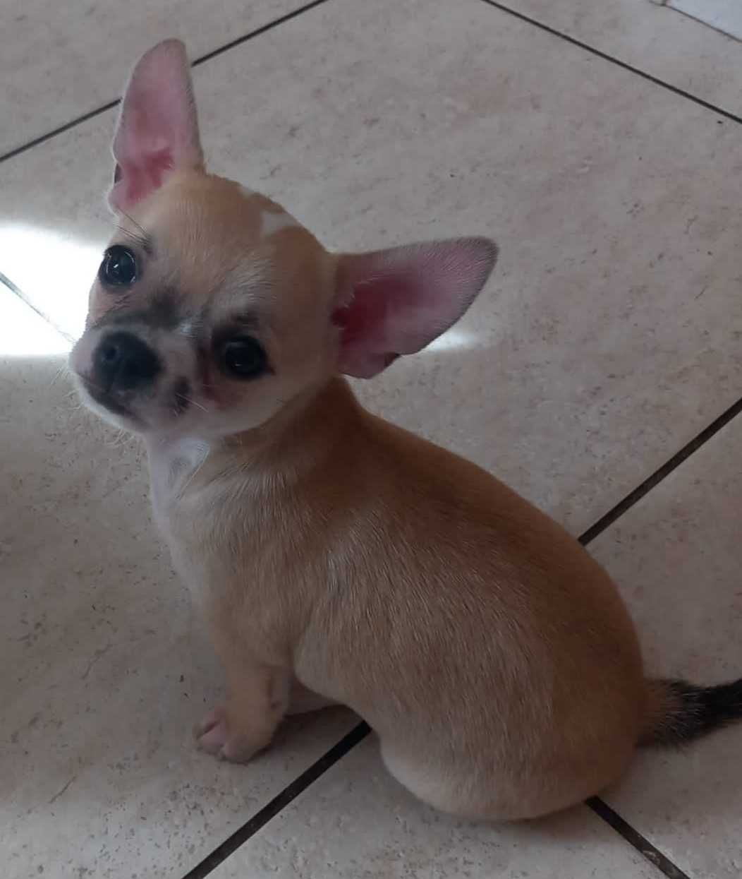 Śliczny piesek Chihuahua