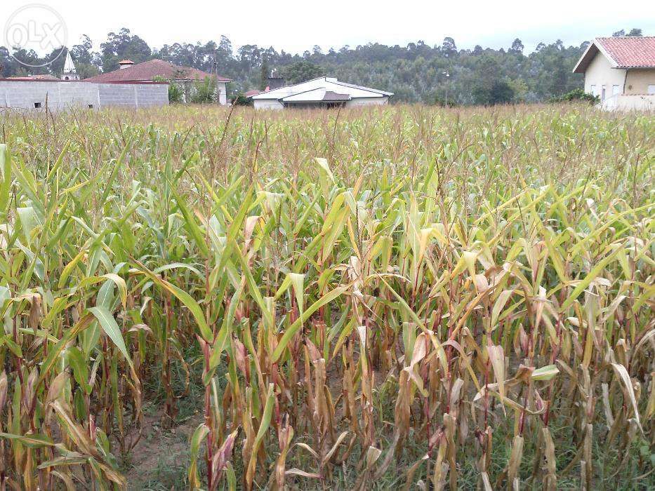 Vendo Terreno (campo) Guisande Santa Maria da Feira